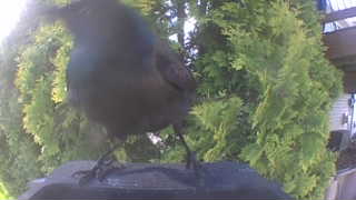common grackle