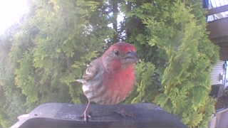 house finch