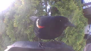 red-winged blackbird