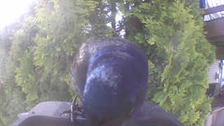 rock pigeon