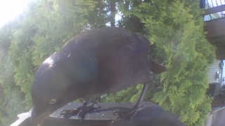 common grackle