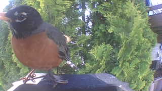 american robin