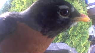 american robin
