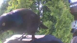common grackle