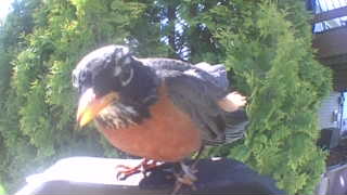 american robin