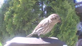 house finch