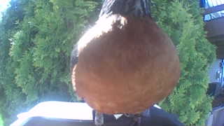 american robin