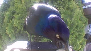 common grackle