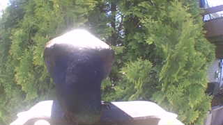 rock pigeon