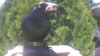 common grackle