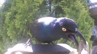 common grackle