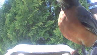 american robin