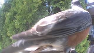 american robin