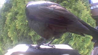 american crow