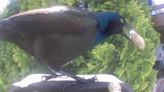 common grackle