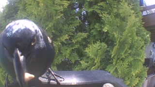 european starling