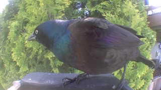 common grackle
