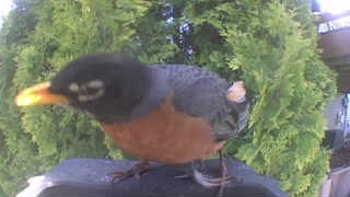 american robin