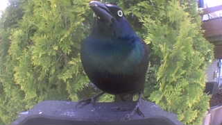 common grackle