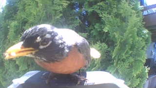 american robin