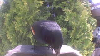 baltimore oriole