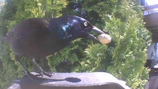 common grackle