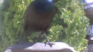 common grackle