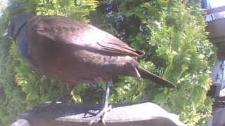 common grackle