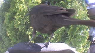 brewer's blackbird
