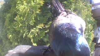 black-billed magpie
