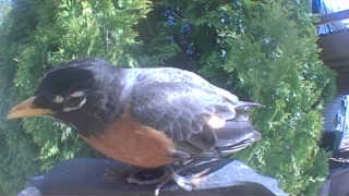 american robin