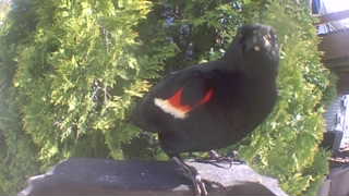 red-winged blackbird