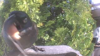 common grackle