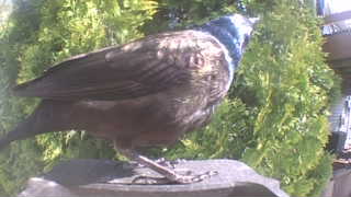 common grackle