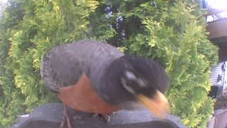 american robin