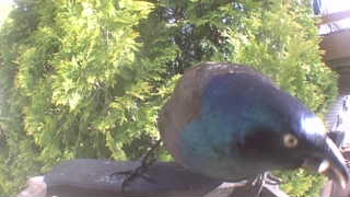 common grackle