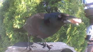 common grackle