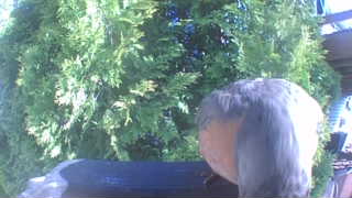 american robin
