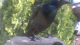 common grackle