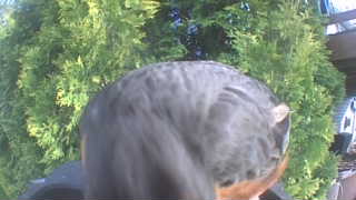 american robin