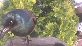 common grackle