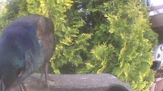 common grackle