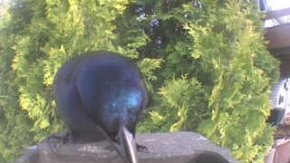 common grackle