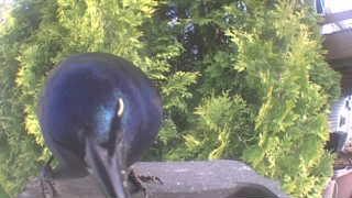 common grackle