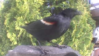red-winged blackbird