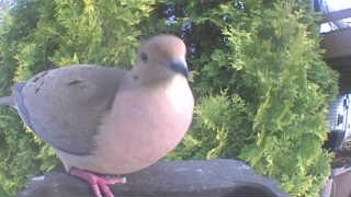 mourning dove