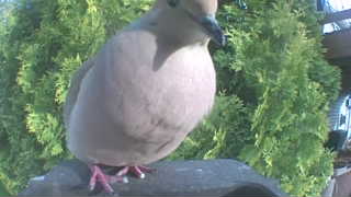 mourning dove
