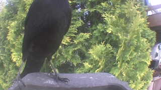 american crow