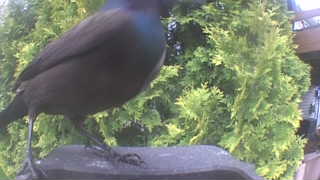 common grackle