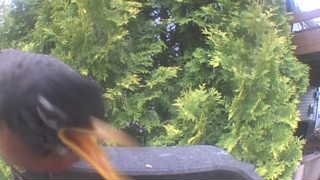 american robin